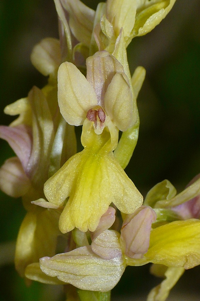 Monti della Laga, N.widderi, P.albida var. tricuspis e altre orchidee 27 giugno 2015